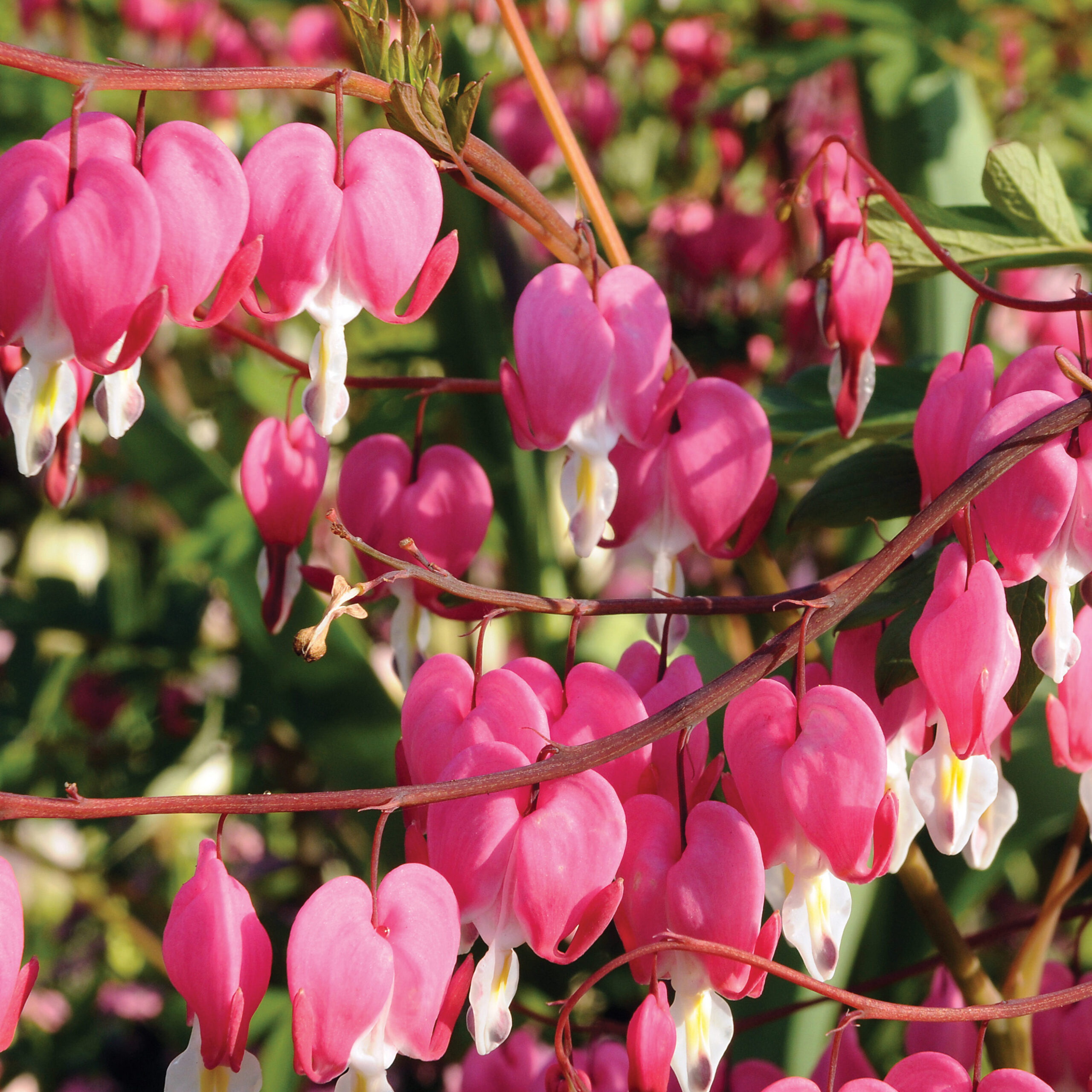 Bleeding Heart (1)