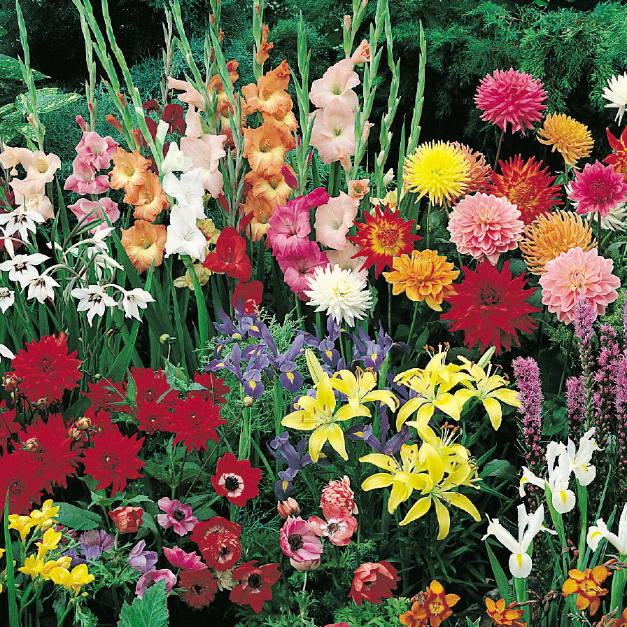 mixed flowers